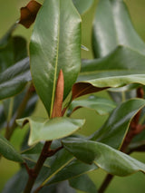 Bild von Immergrüne Magnolie 'Kay Parris' im Onlineshop von Bohlken Pflanzenversand GbR