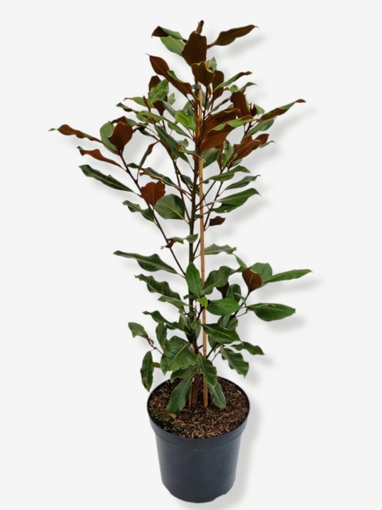 Bild von Immergrüne Magnolie 'Kay Parris' im Onlineshop von Bohlken Pflanzenversand GbR