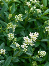 Bild von Immergrüner Liguster 'Atrovirens', Ligustrum vulgaris 'Atrovirens' im Onlineshop von Bohlken Pflanzenversand GbR