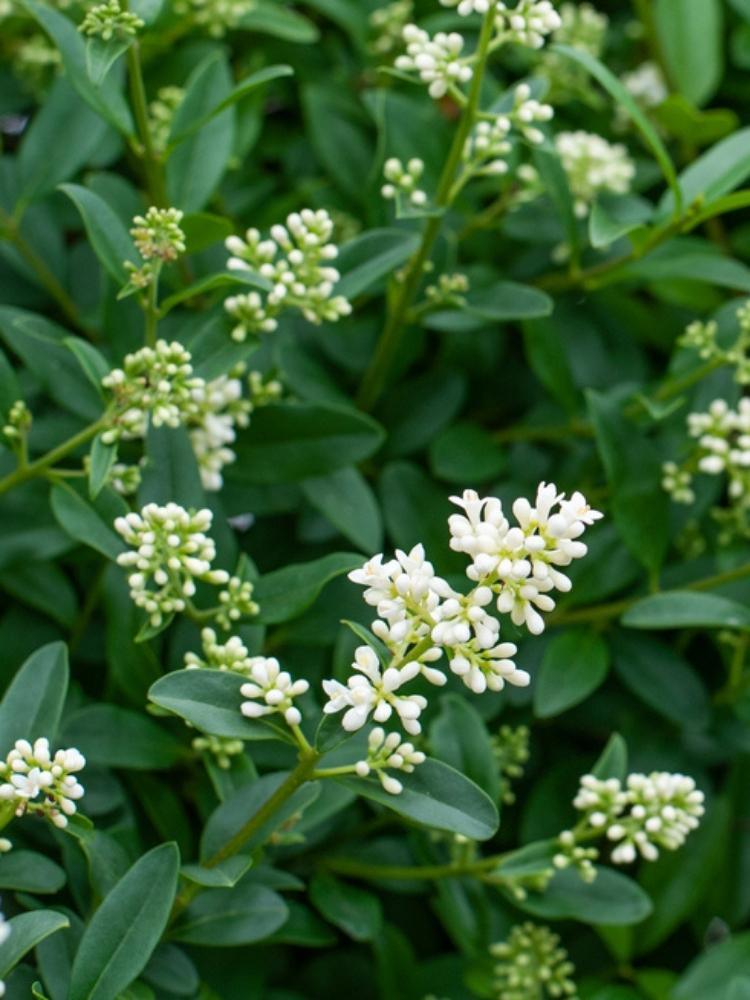 Bild von Immergrüner Liguster 'Atrovirens', Ligustrum vulgaris 'Atrovirens' im Onlineshop von Bohlken Pflanzenversand GbR