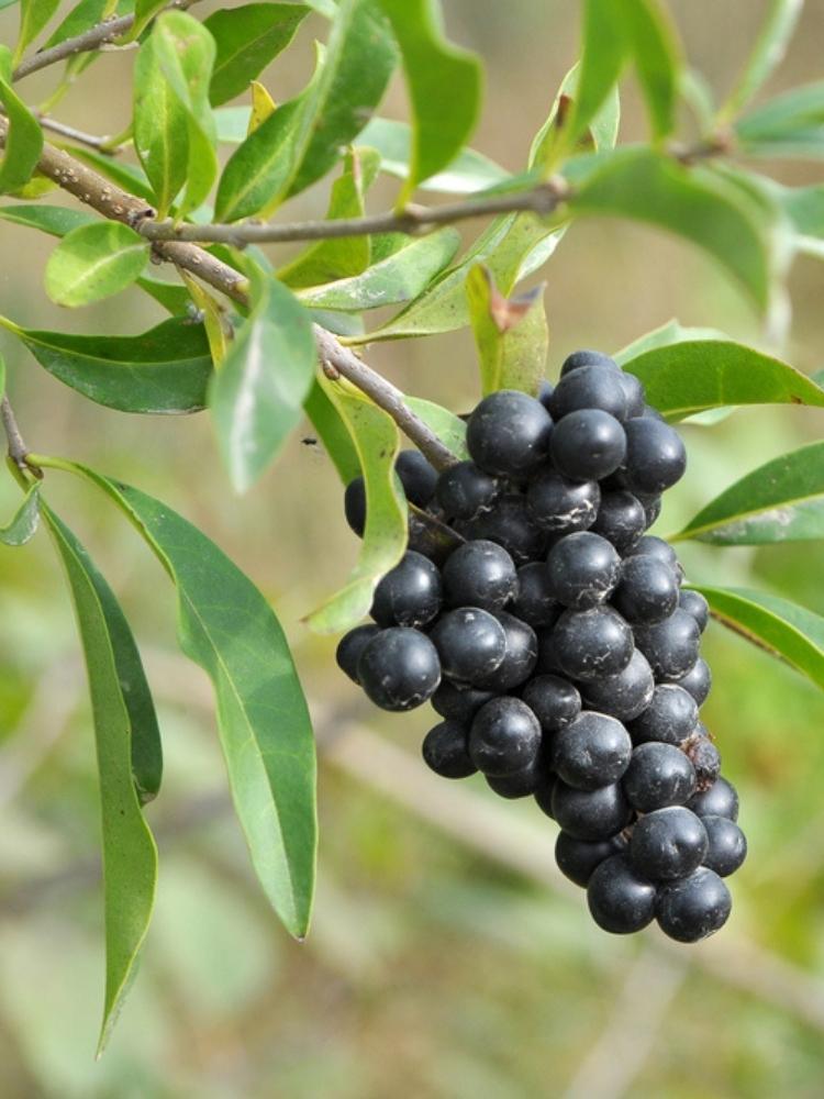 Bild von Immergrüner Liguster 'Atrovirens', Ligustrum vulgaris 'Atrovirens' im Onlineshop von Bohlken Pflanzenversand GbR
