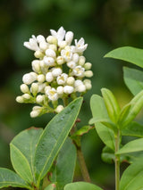 Bild von Immergrüner Liguster 'Atrovirens', Ligustrum vulgaris 'Atrovirens' im Onlineshop von Bohlken Pflanzenversand GbR