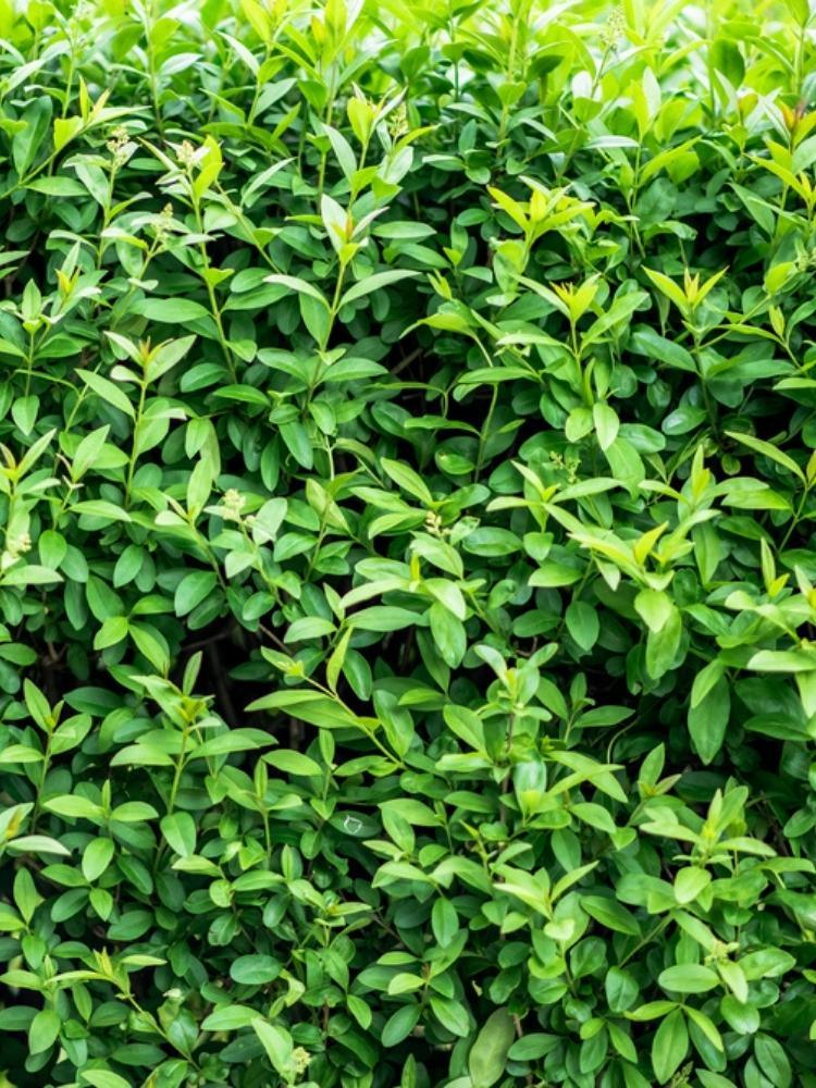 Bild von Immergrüner Liguster 'Atrovirens', Ligustrum vulgaris 'Atrovirens' im Onlineshop von Bohlken Pflanzenversand GbR