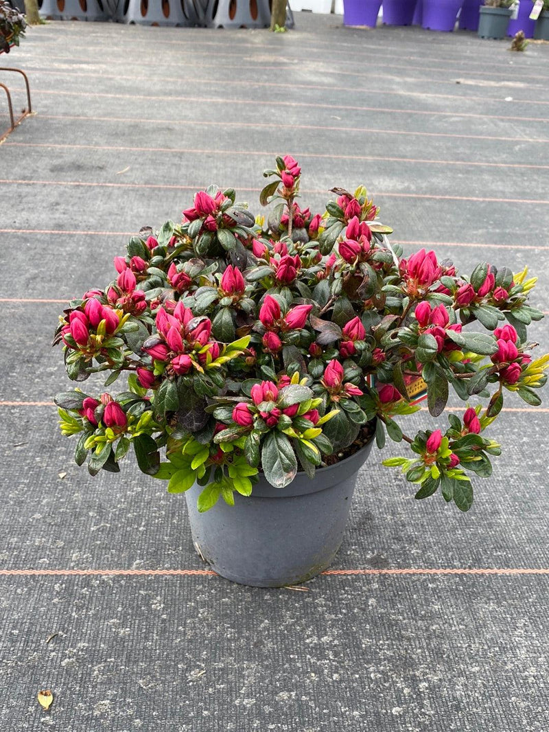 Bild von Japanische Azalee 'Canzonetta' im Onlineshop von Bohlken Pflanzenversand GbR