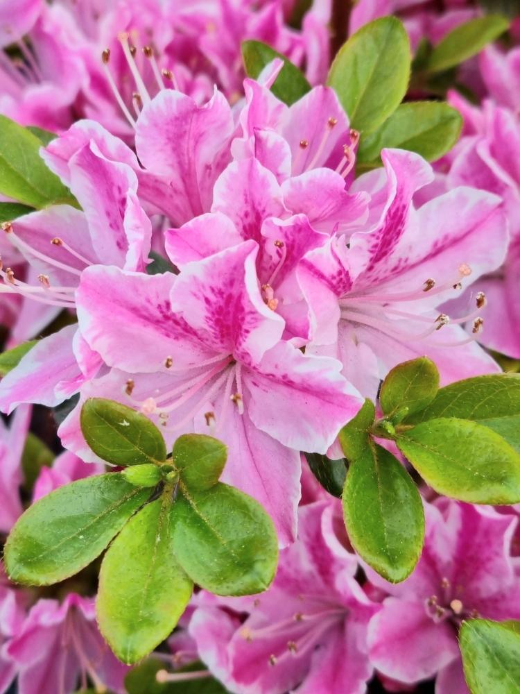 Bild von Japanische Azalee 'Kermesina Rose' im Onlineshop von Bohlken Pflanzenversand GbR