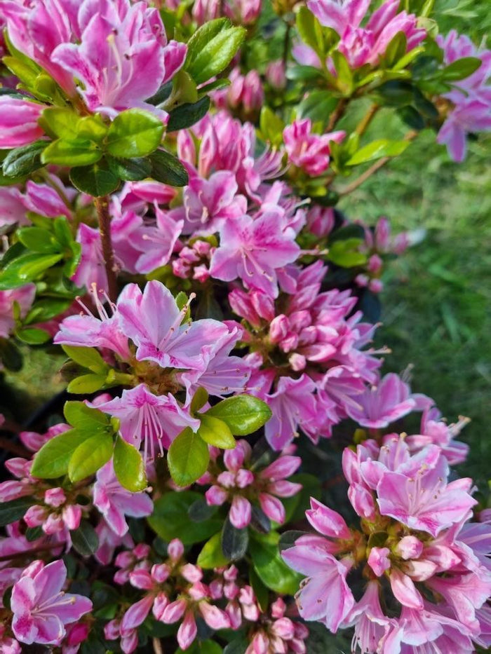 rhododendron obtusum kermesina rose Jetzt Japanische Azalee 'Kermesina Rose' online kaufen bei Bohlken  Pflanzenversand – Bohlken Pflanzenversand GbR