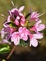 Bild von Japanische Azalee 'Kermesina Rose' im Onlineshop von Bohlken Pflanzenversand GbR