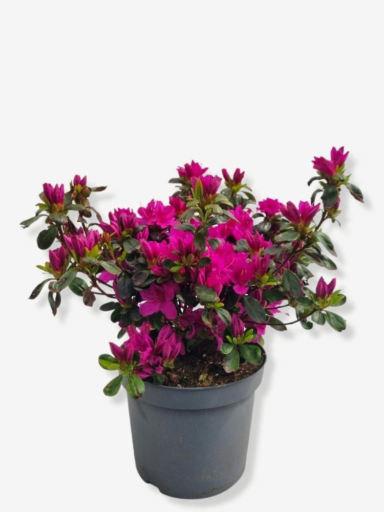 Bild von Japanische Azalee 'Lady Dark' ® im Onlineshop von Bohlken Pflanzenversand GbR