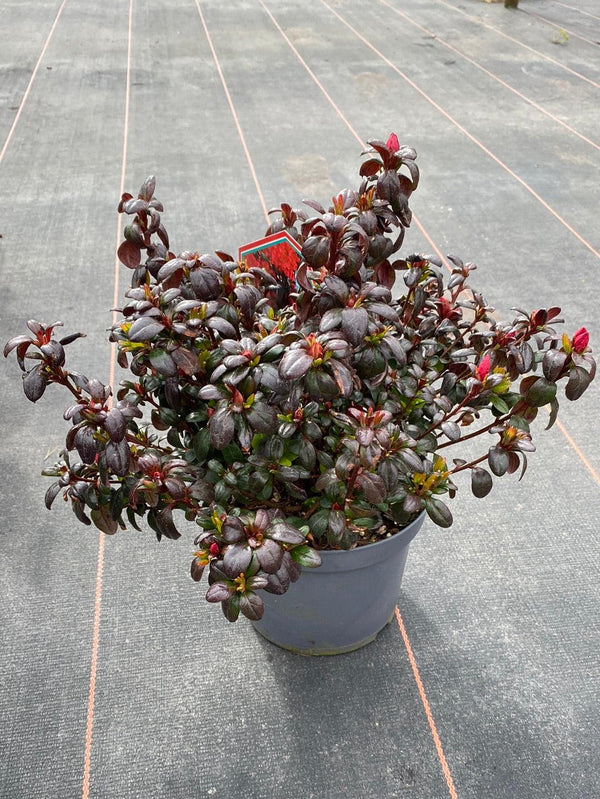 Bild von Japanische Azalee 'Little Red' im Onlineshop von Bohlken Pflanzenversand GbR