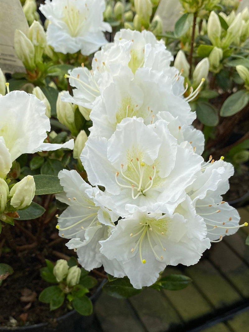 Bild von Japanische Azalee 'Maischnee' ® im Onlineshop von Bohlken Pflanzenversand GbR