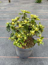 Bild von Japanische Azalee 'Maischnee' ® im Onlineshop von Bohlken Pflanzenversand GbR