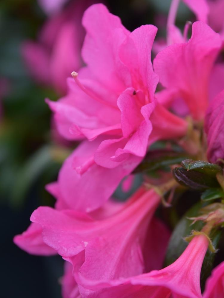 Bild von Japanische Azalee 'Melina' im Onlineshop von Bohlken Pflanzenversand GbR
