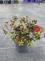 Bild von Japanische Azalee 'Muneira' im Onlineshop von Bohlken Pflanzenversand GbR