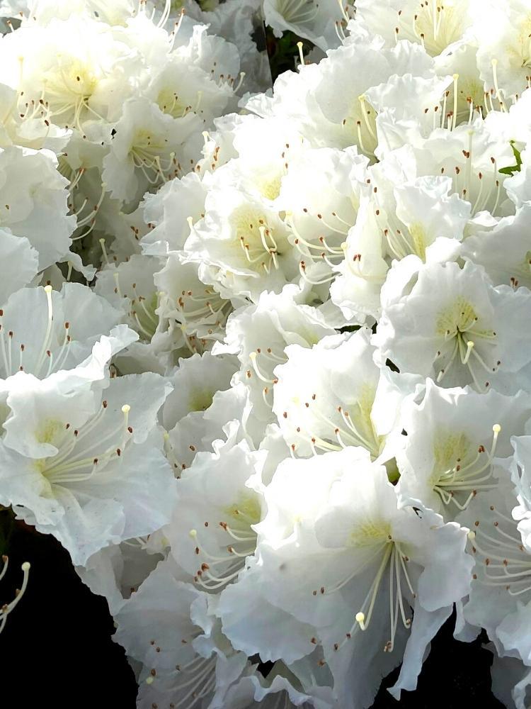 Bild von Japanische Azalee 'Schneeperle' ® im Onlineshop von Bohlken Pflanzenversand GbR