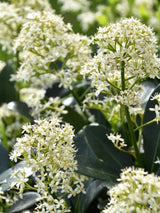 Bild von Japanische Blütenskimmie 'Finchy' im Onlineshop von Bohlken Pflanzenversand GbR