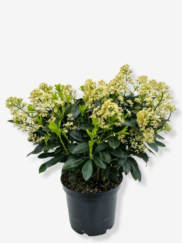 Bild von Japanische Blütenskimmie 'Finchy' im Onlineshop von Bohlken Pflanzenversand GbR