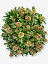 Bild von Japanische Blütenskimmie 'Fragrant Cloud' im Onlineshop von Bohlken Pflanzenversand GbR