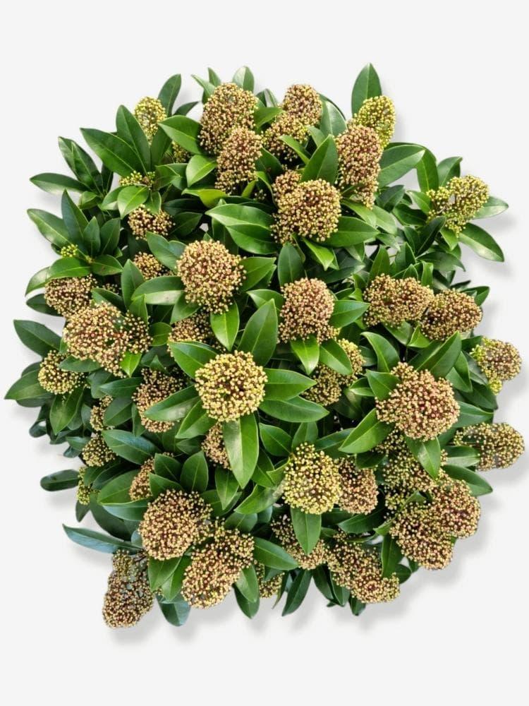 Bild von Japanische Blütenskimmie 'Fragrant Cloud' im Onlineshop von Bohlken Pflanzenversand GbR