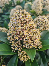 Bild von Japanische Blütenskimmie 'Fragrant Cloud' im Onlineshop von Bohlken Pflanzenversand GbR