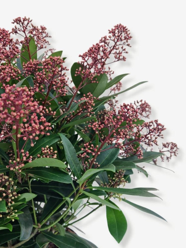 Bild von Japanische Blütenskimmie 'Rubella' im Onlineshop von Bohlken Pflanzenversand GbR