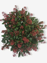 Bild von Japanische Blütenskimmie 'Rubella' im Onlineshop von Bohlken Pflanzenversand GbR