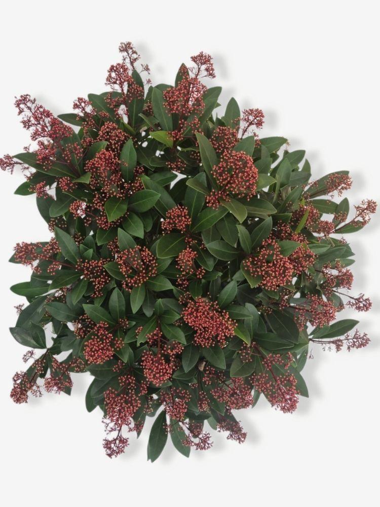 Bild von Japanische Blütenskimmie 'Rubella' im Onlineshop von Bohlken Pflanzenversand GbR