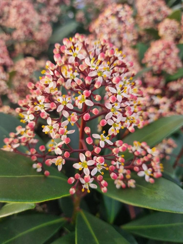 Bild von Japanische Blütenskimmie 'Rubella' im Onlineshop von Bohlken Pflanzenversand GbR