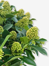 Bild von Japanische Blütenskimmie 'White Globe' im Onlineshop von Bohlken Pflanzenversand GbR