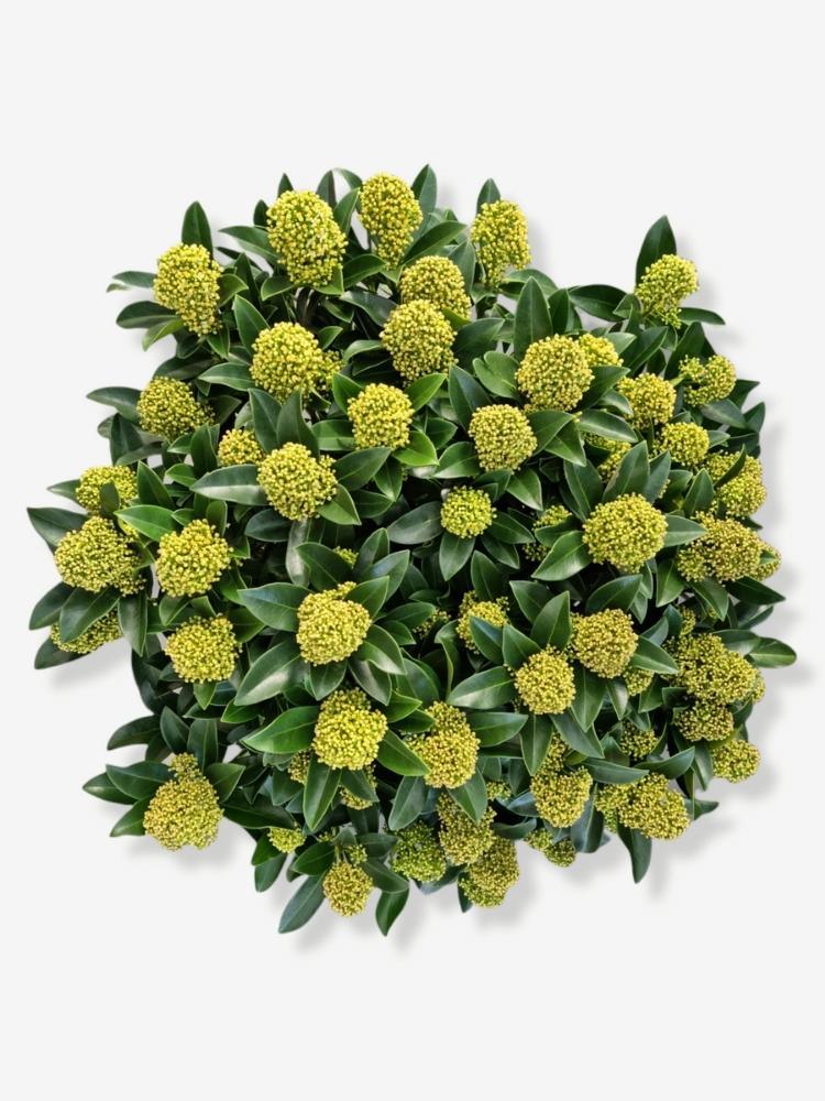 Bild von Japanische Blütenskimmie 'White Globe' im Onlineshop von Bohlken Pflanzenversand GbR