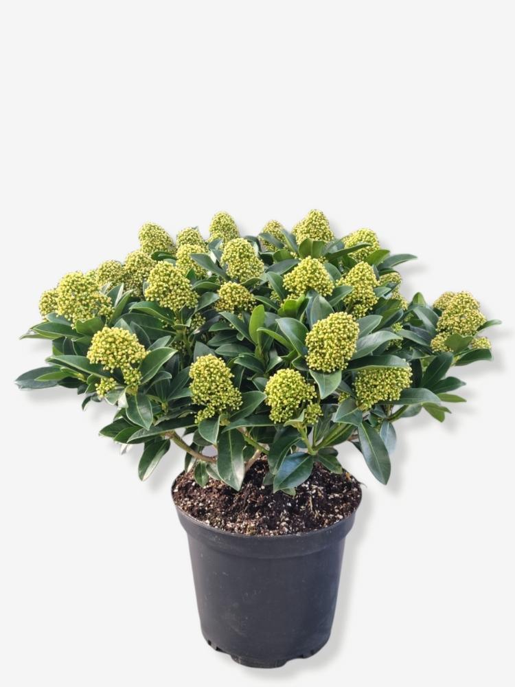 Bild von Japanische Blütenskimmie 'White Globe' im Onlineshop von Bohlken Pflanzenversand GbR