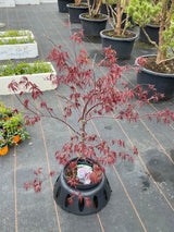 Bild von Japanischer Ahorn 'Firecracker'® im Onlineshop von Bohlken Pflanzenversand GbR
