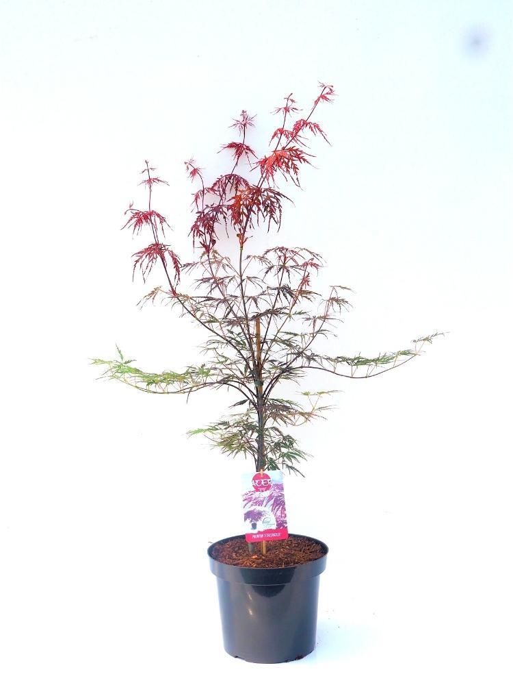 Bild von Japanischer Ahorn 'Firecracker'® im Onlineshop von Bohlken Pflanzenversand GbR