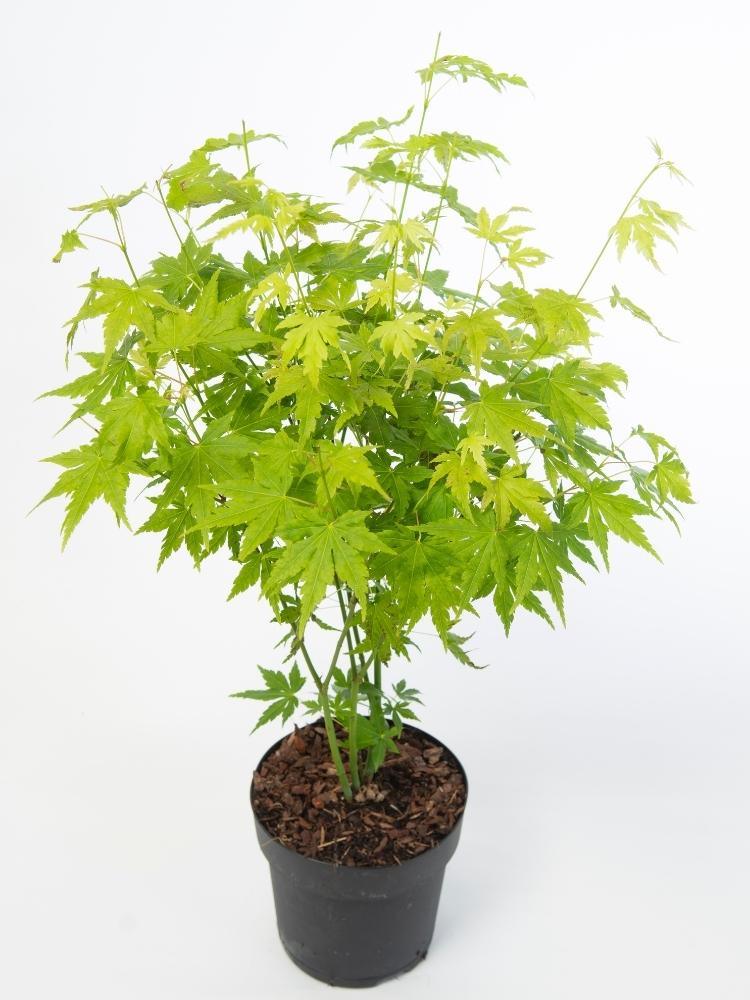 Bild von Japanischer Ahorn 'Going Green' im Onlineshop von Bohlken Pflanzenversand GbR