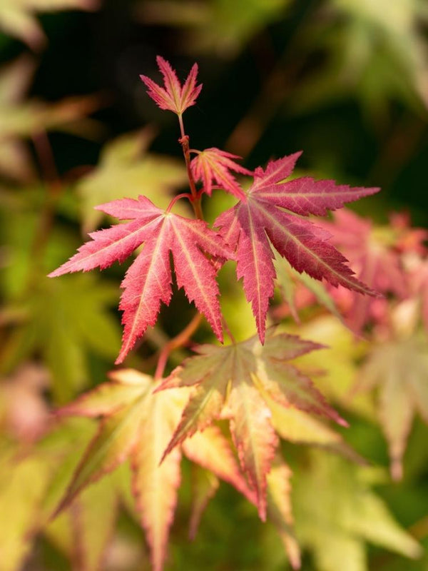 Bild von Japanischer Ahorn 'Orange Dream' im Onlineshop von Bohlken Pflanzenversand GbR