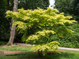 Bild von Japanischer Ahorn 'Orange Dream' im Onlineshop von Bohlken Pflanzenversand GbR
