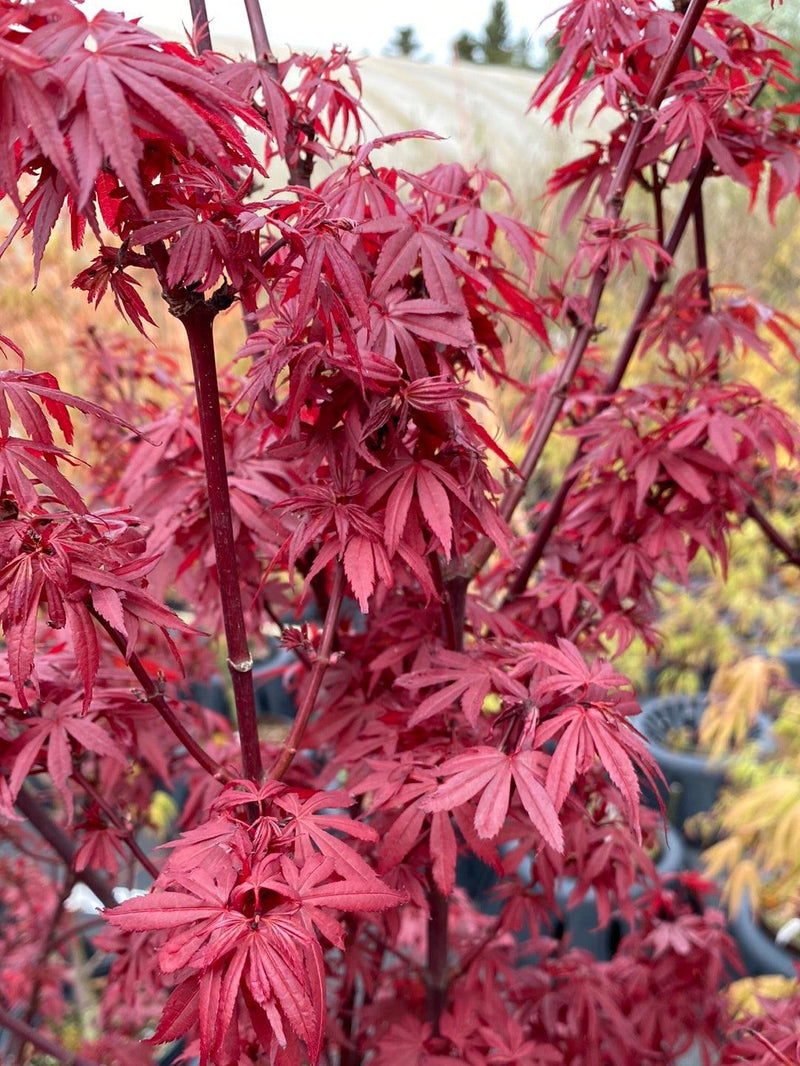 Bild von Japanischer Ahorn 'Skeeter`s Broom' im Onlineshop von Bohlken Pflanzenversand GbR