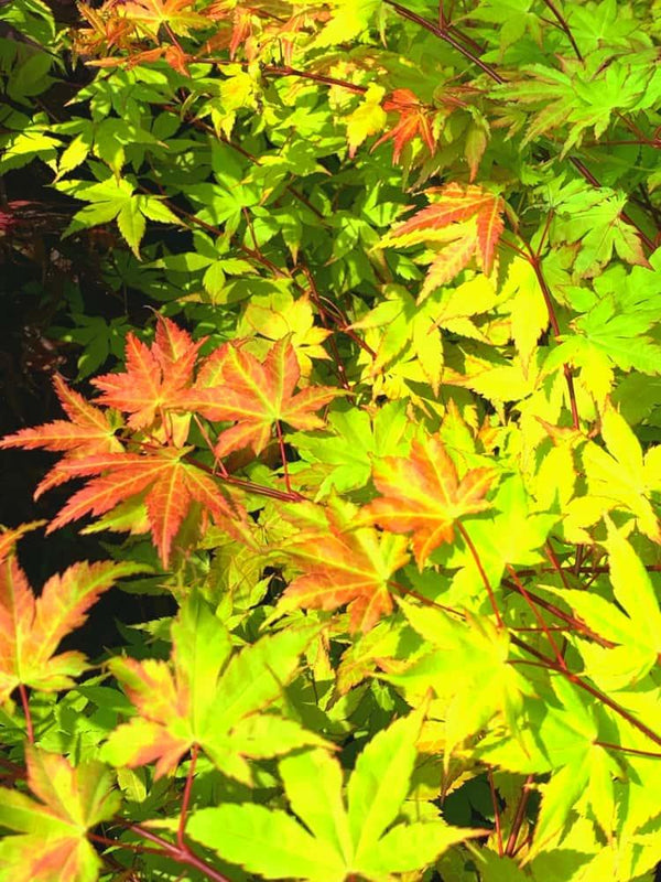 Bild von Japanischer Ahorn 'Summergold' im Onlineshop von Bohlken Pflanzenversand GbR