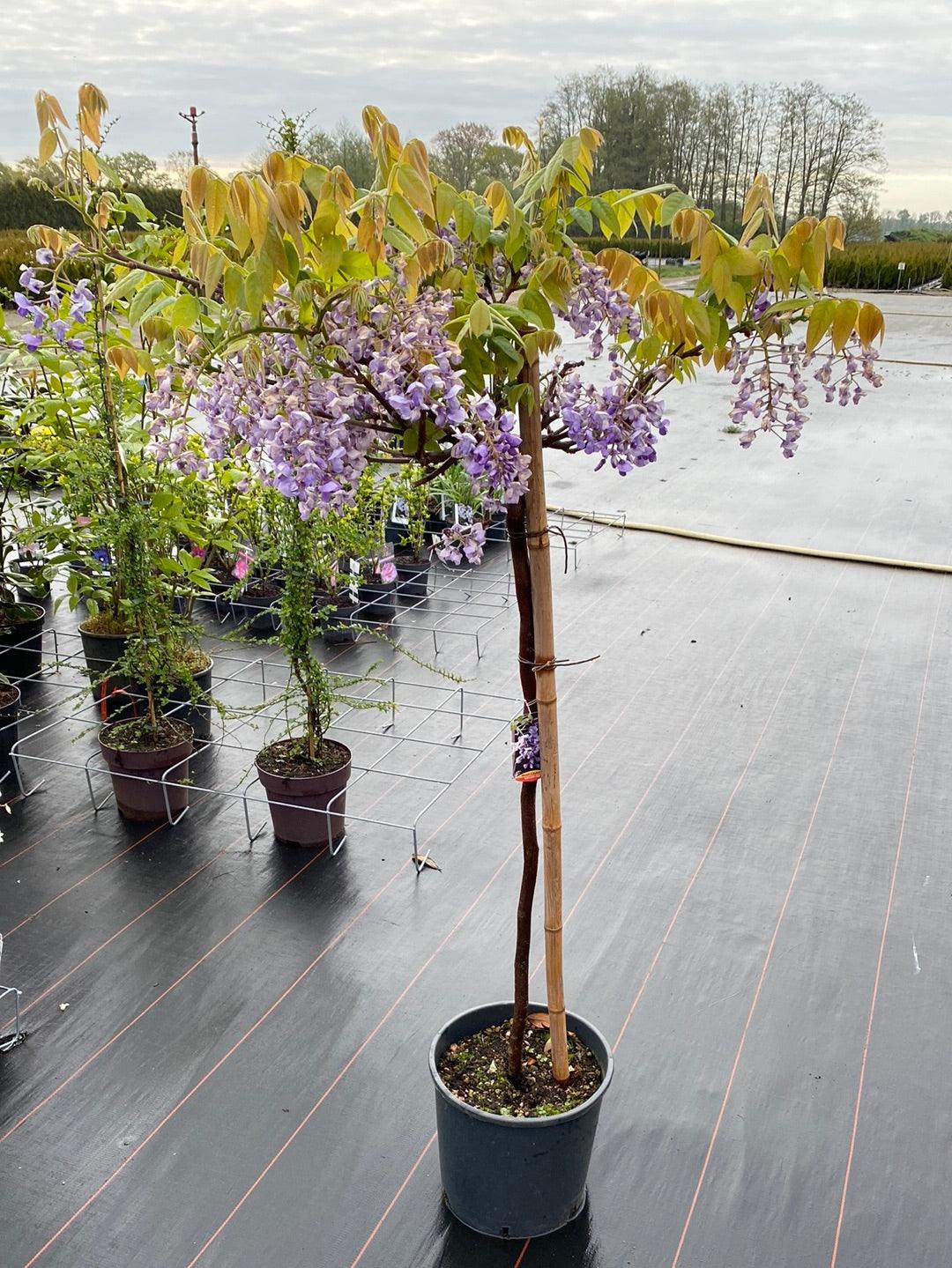 variegata cornus controversa Cornus controversa Variegata | Wedding Cake Tree main image 1