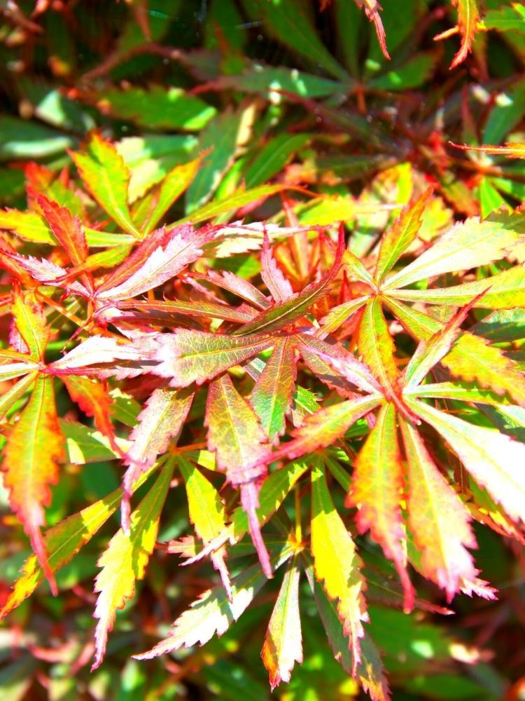 Bild von Japanischer Fächerahorn 'Jerre Schwartz' im Onlineshop von Bohlken Pflanzenversand GbR