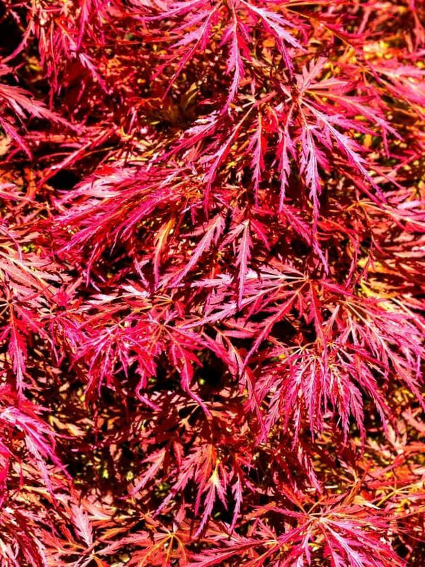 Bild von Japanischer Fächerahorn 'Orangeola' im Onlineshop von Bohlken Pflanzenversand GbR