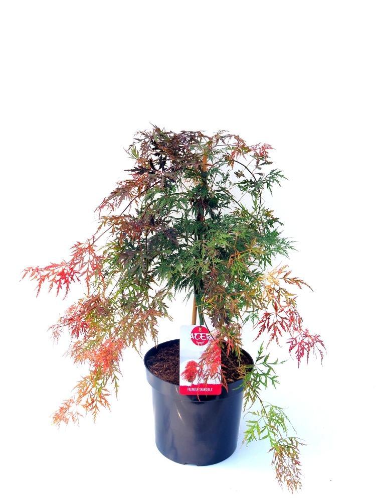Bild von Japanischer Fächerahorn 'Orangeola' im Onlineshop von Bohlken Pflanzenversand GbR