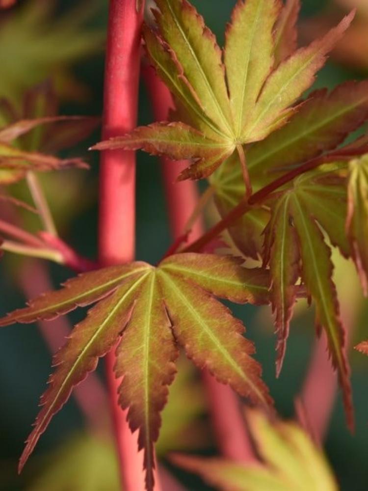 Bild von Japanischer Fächerahorn 'Sangokaku' im Onlineshop von Bohlken Pflanzenversand GbR