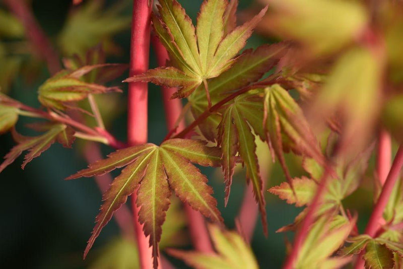 Bild von Japanischer Fächerahorn 'Sangokaku' im Onlineshop von Bohlken Pflanzenversand GbR
