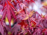Bild von Japanischer Fächerahorn 'Shaina' im Onlineshop von Bohlken Pflanzenversand GbR