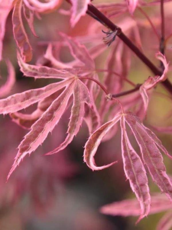 Bild von Japanischer Fächerahorn 'Shirazz' im Onlineshop von Bohlken Pflanzenversand GbR