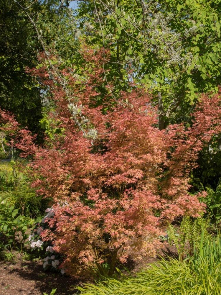 Bild von Japanischer Fächerahorn 'Wilson's Pink Dwarf' im Onlineshop von Bohlken Pflanzenversand GbR