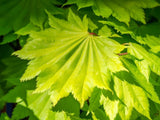 Bild von Japanischer Goldahorn 'Aureum' im Onlineshop von Bohlken Pflanzenversand GbR