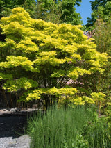 Bild von Japanischer Goldahorn 'Aureum' im Onlineshop von Bohlken Pflanzenversand GbR