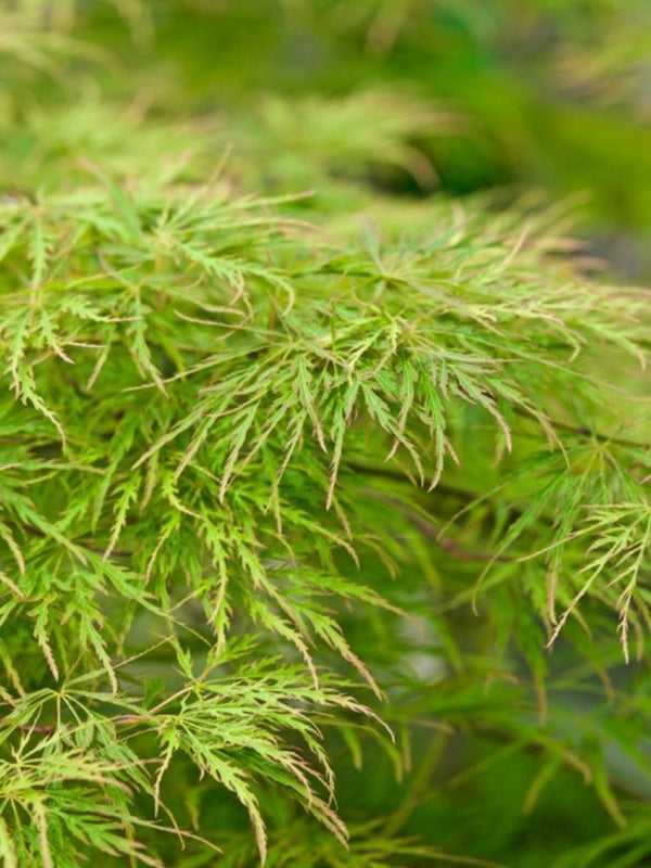 Bild von Japanischer grüner Schlitzahorn 'Dissectum' im Onlineshop von Bohlken Pflanzenversand GbR