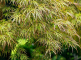 Bild von Japanischer grüner Schlitzahorn 'Dissectum' im Onlineshop von Bohlken Pflanzenversand GbR